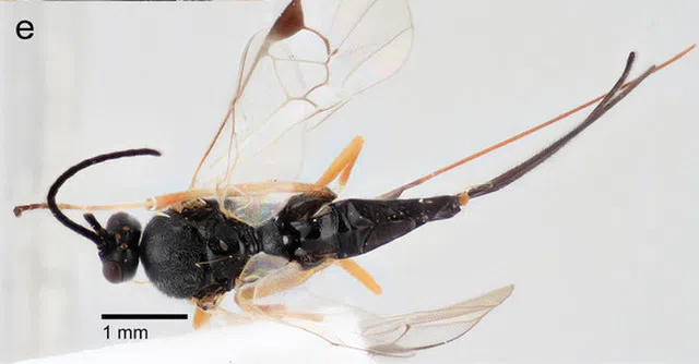 xenomorph wasp