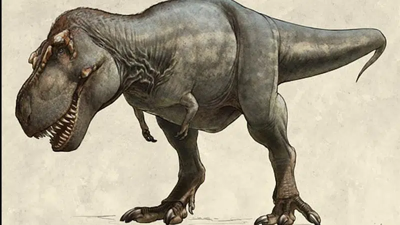 what is the biggest t rex ever found