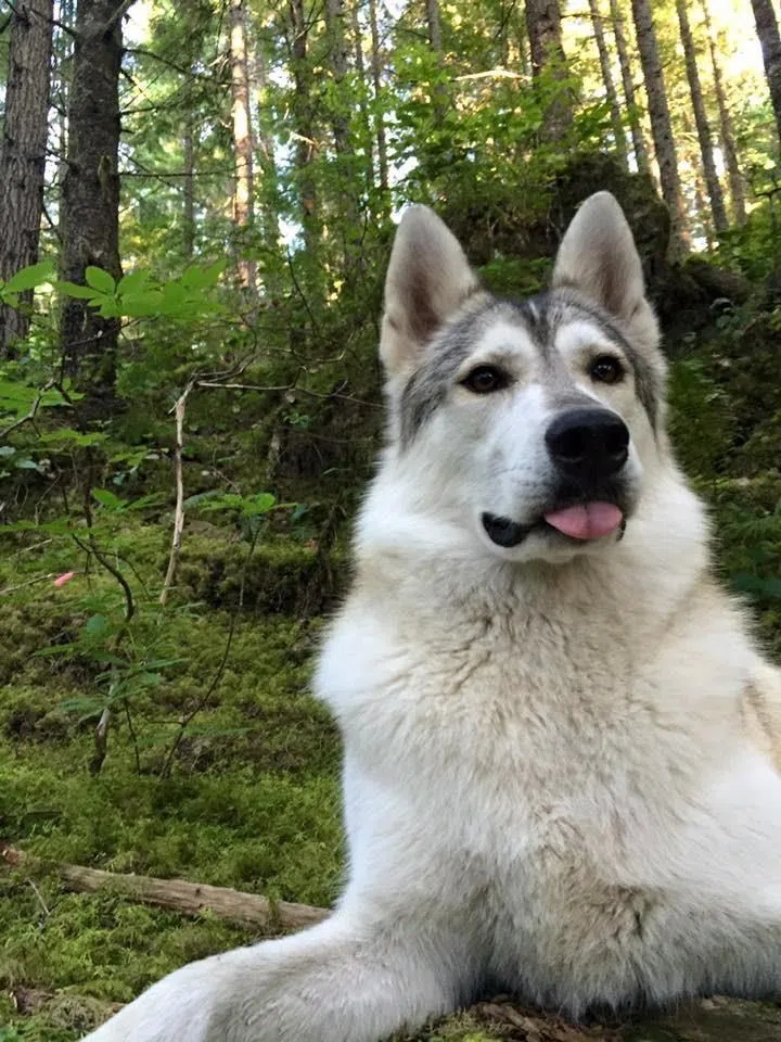 Therapy dog mistaken for wolf, shot and killed near Whistler, B.C ...