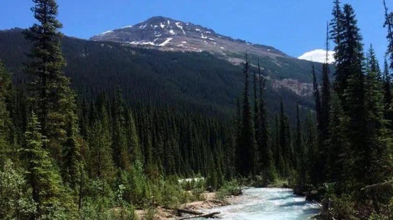 Birds flocking to national parks in the Canadian Rockies | battlefordsNOW