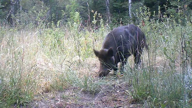 Controlling the wild boar population | farmnewsNOW