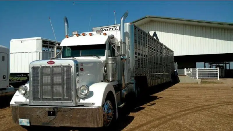 year-in-review-livestock-transport-regulations-farmnewsnow