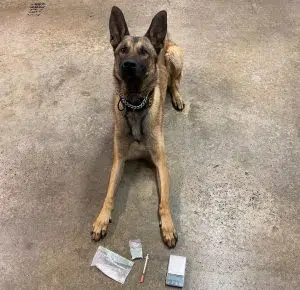 K-9 Szabi helps with drug-related arrest