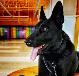 Traffic stop yields meth arrests