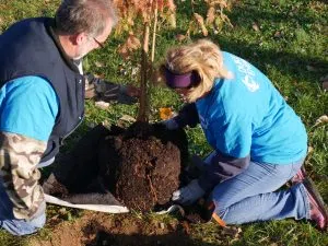 DEIA tree planting in Columbus_Oct 28 2016