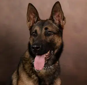 BCSO serves arrest warrant with help of K9 | Local News Digital