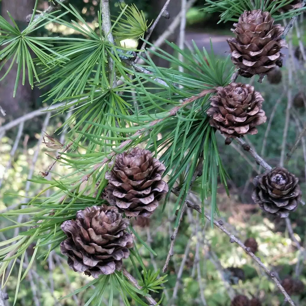 DNR Looking To Buy Bushels Of Red Pine Cones