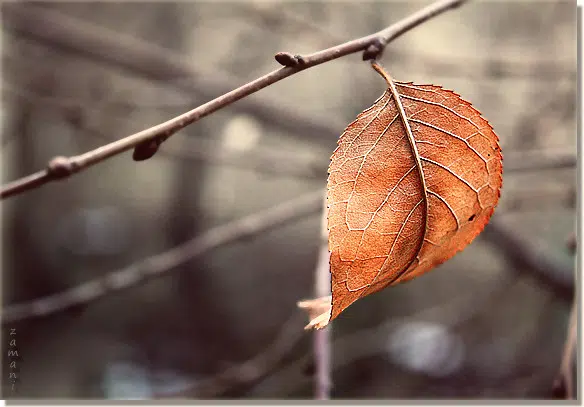 Shorter Days Can Bring On Seasonal Affective Disorder