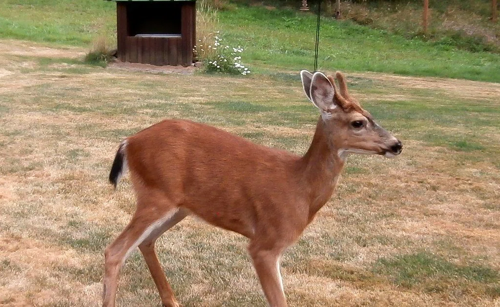 Positive CWD Test at Lincoln County Deer Farm WSAU News/Talk 550 AM