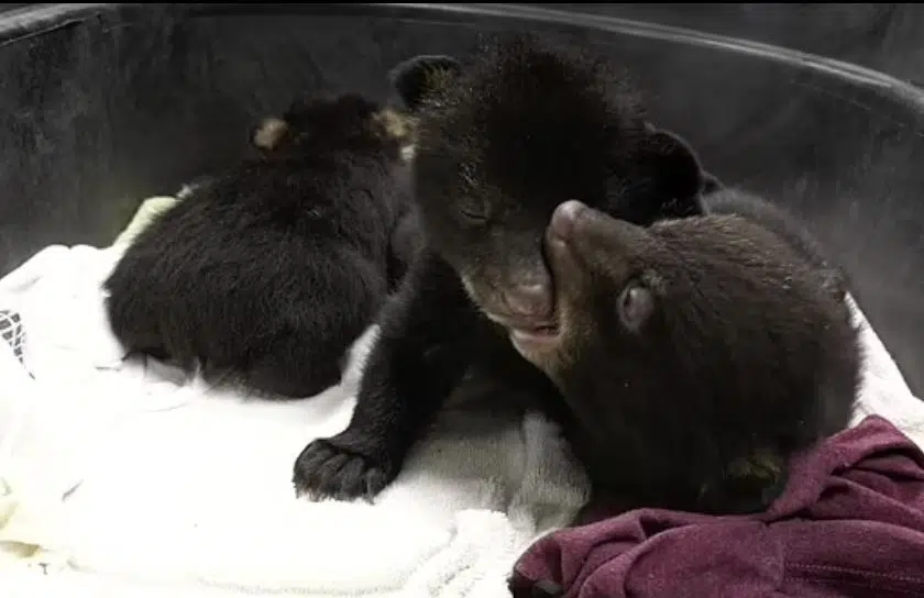 Bear Cubs at Wild Instincts Rehabilitation Center | WDEZ 101.9 FM Great