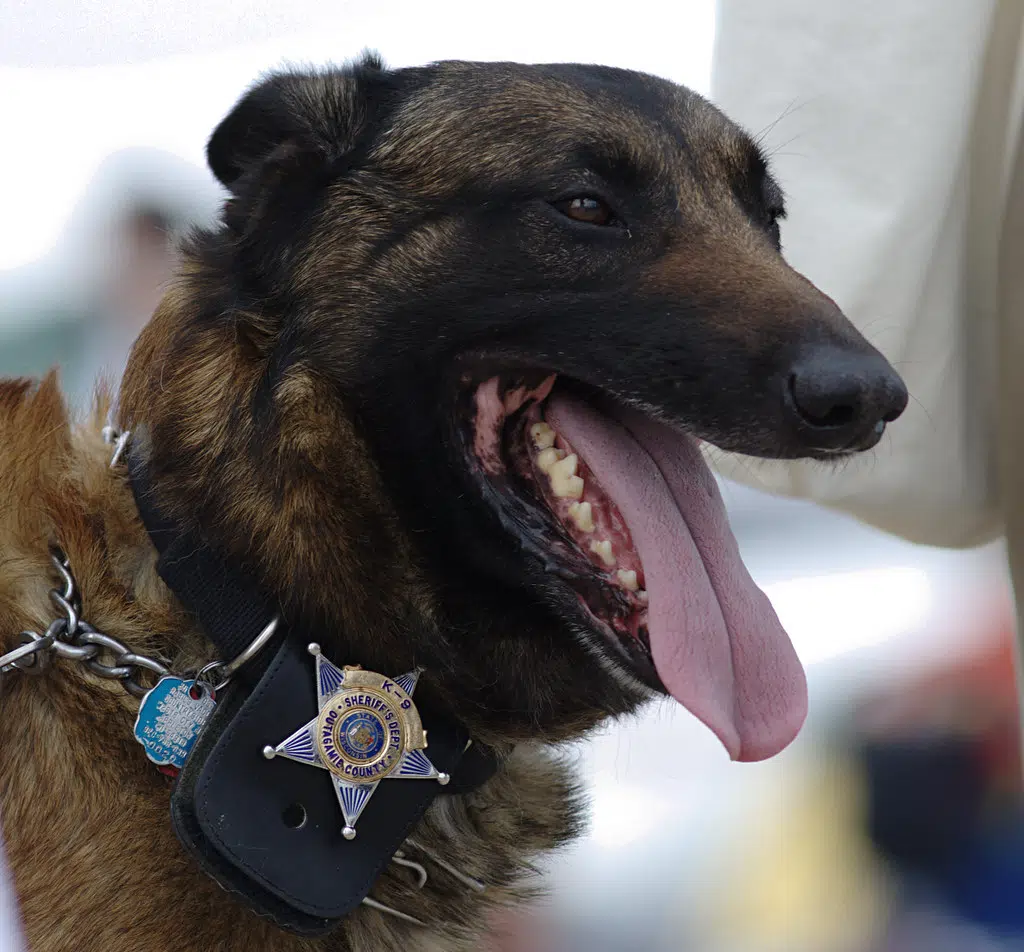 what language do police dogs speak