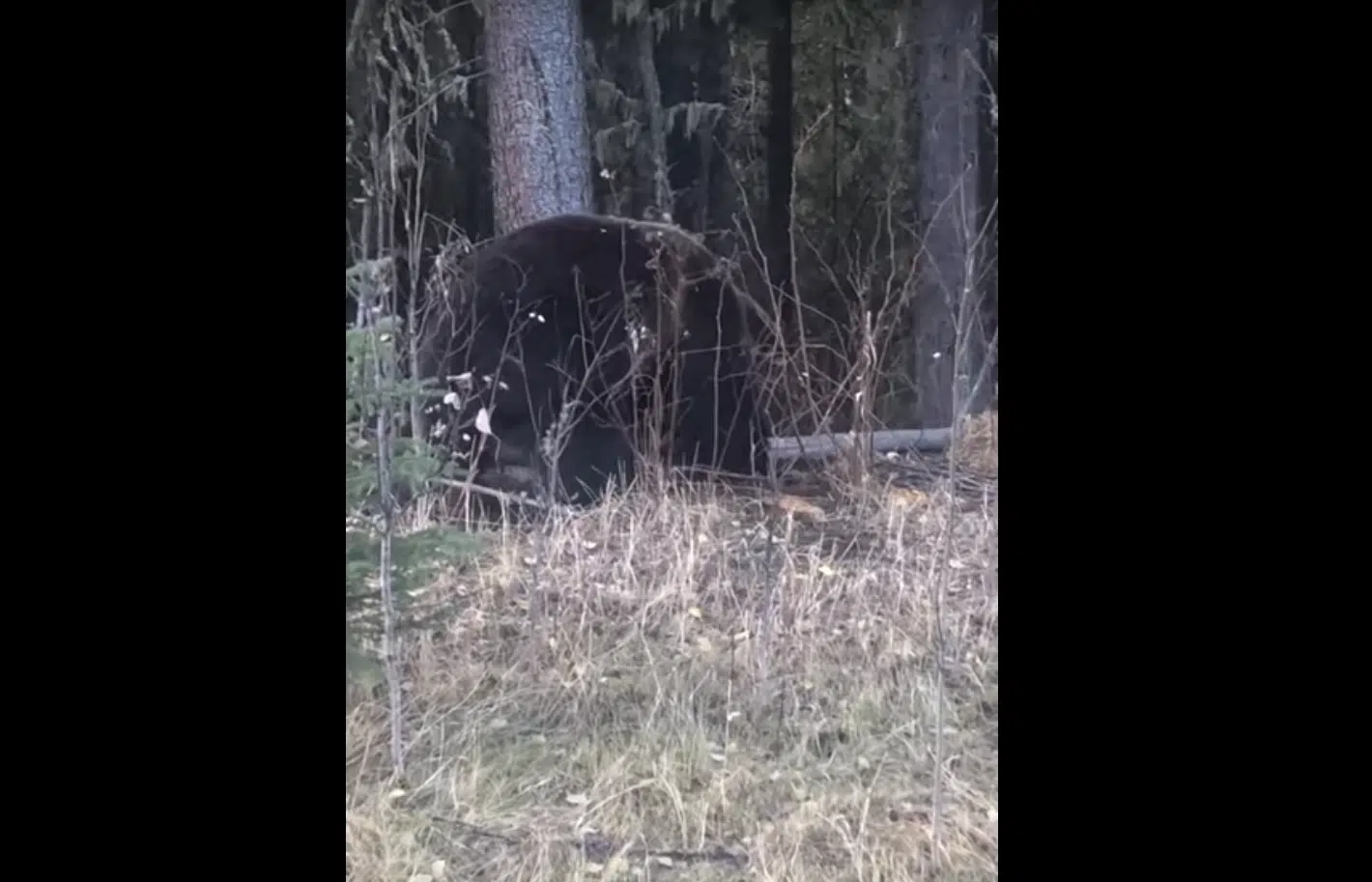 Grizzly bear vs. black bears a rare sight: AB Fish and Wildlife ...