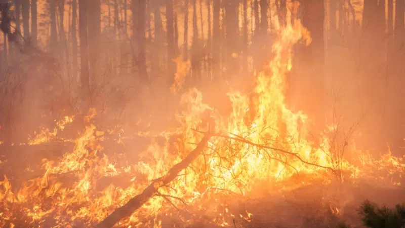 Alberta Rolls Out New Wildfire Prevention Measures Everythinggp