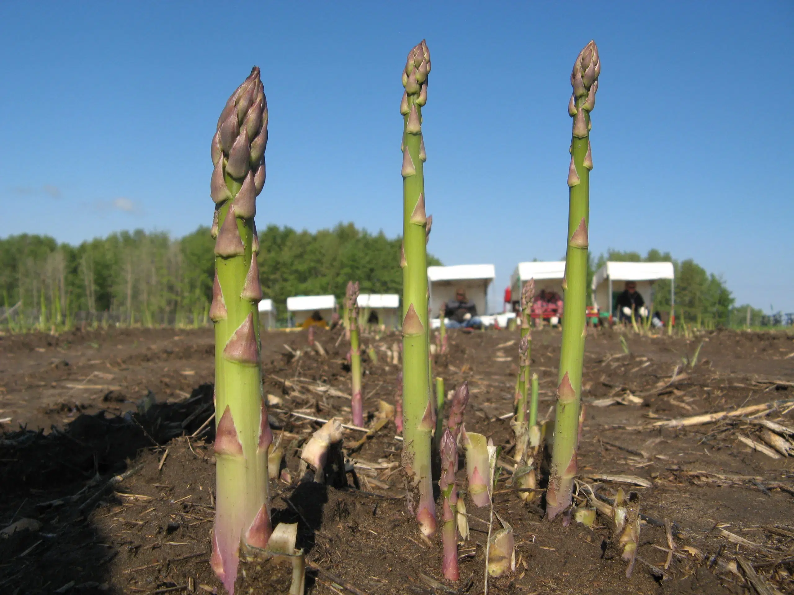 Edgar Farms Asparagus Festival returns