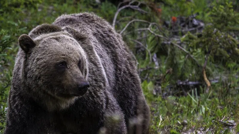 First Grizzly spotted in Banff National Park this year | rdnewsnow.com