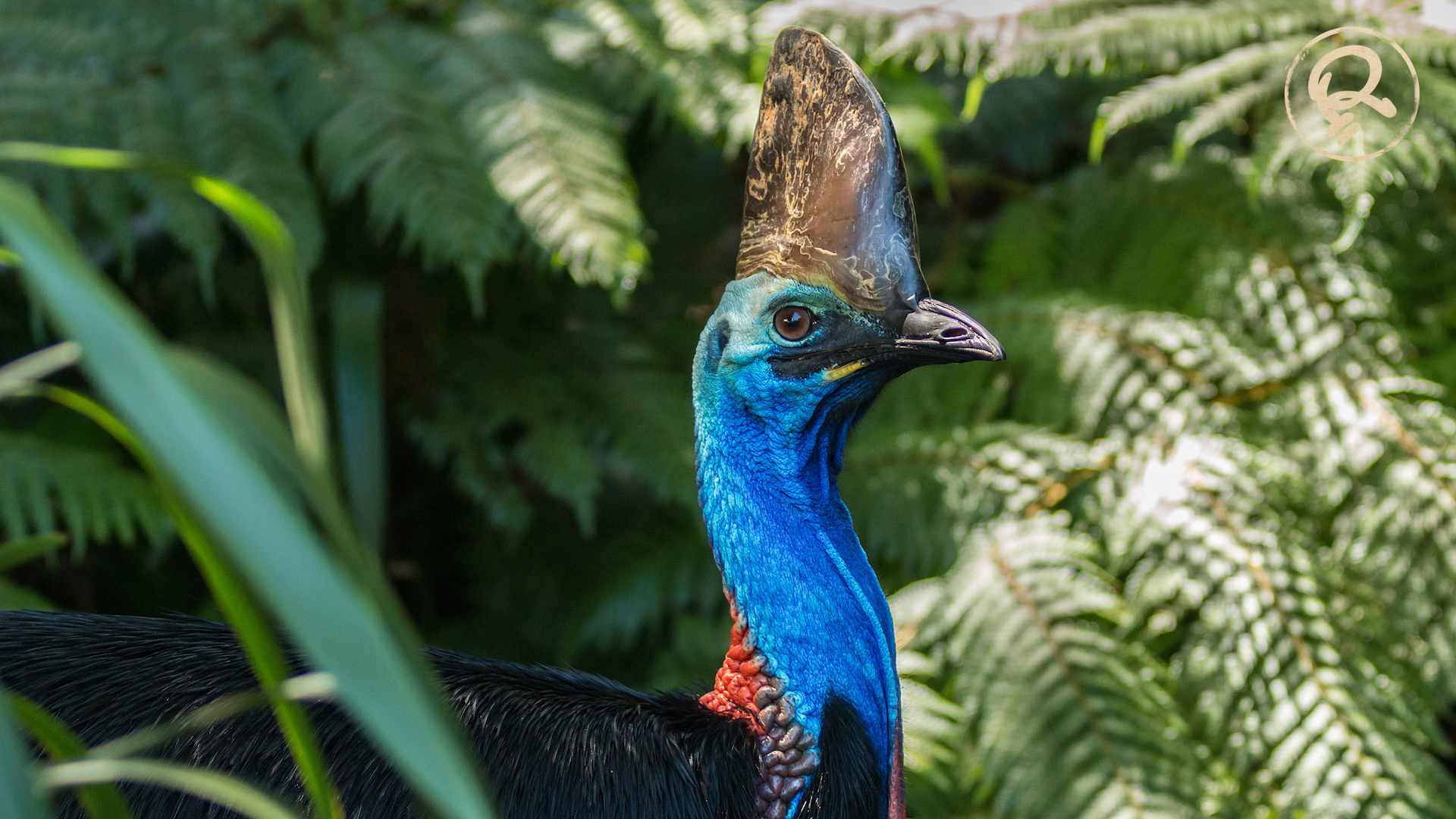 cassowary