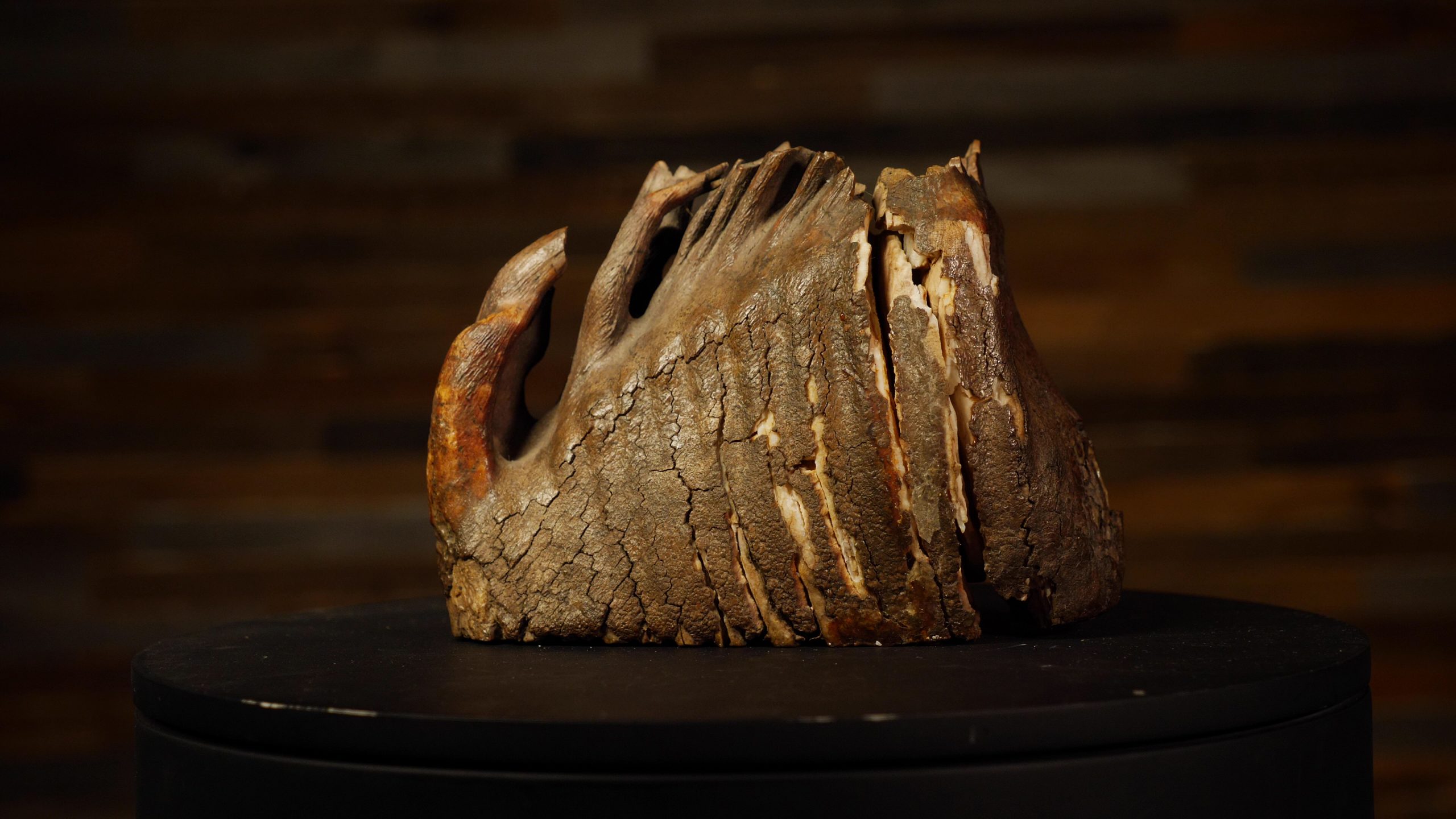 mammoth tooth