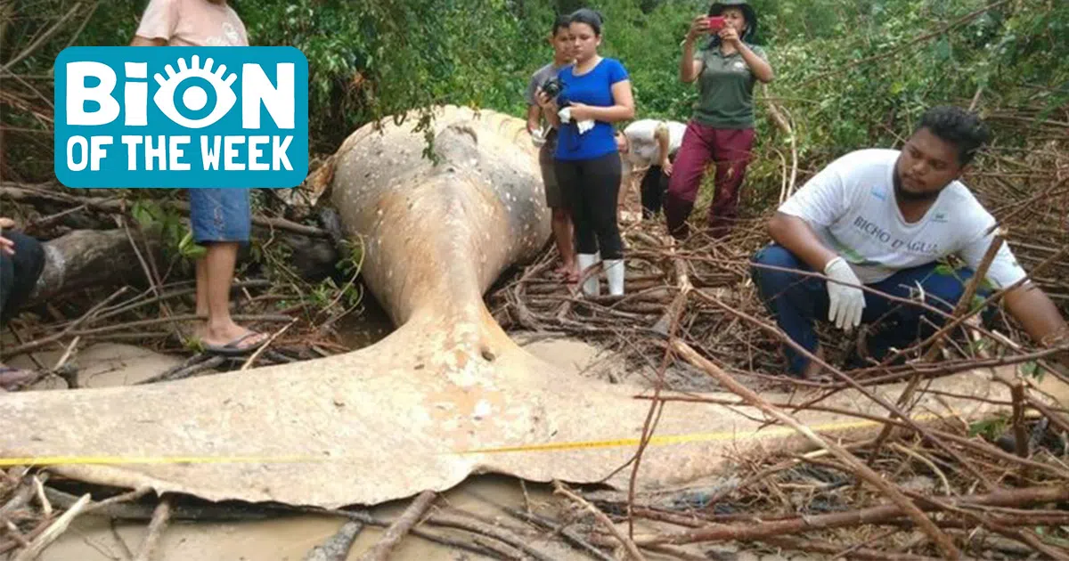 whales washes up in amazon
