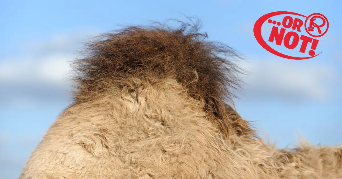 camel humps