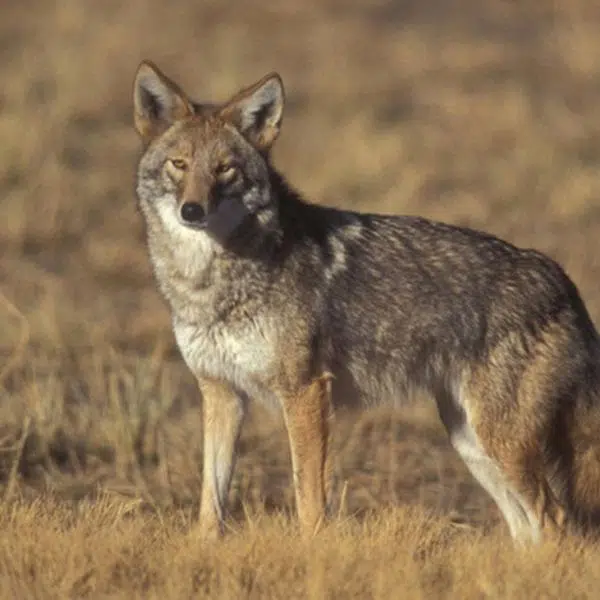 Coyote attacks on children dampen fun at Alberta city’s Christmas ...