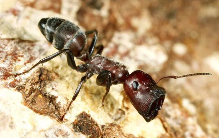 soldier ant