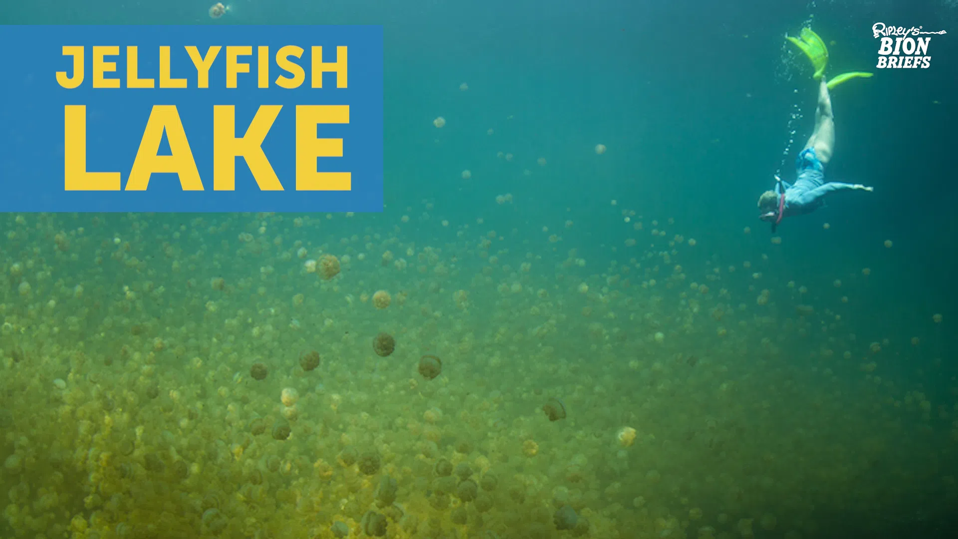 The Mysterious And Beautiful Lake Filled With Millions Of Jellyfish