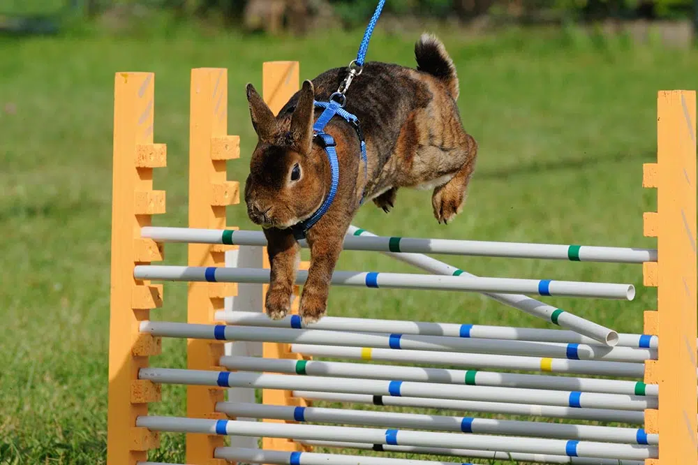 kaninhop animal athletic