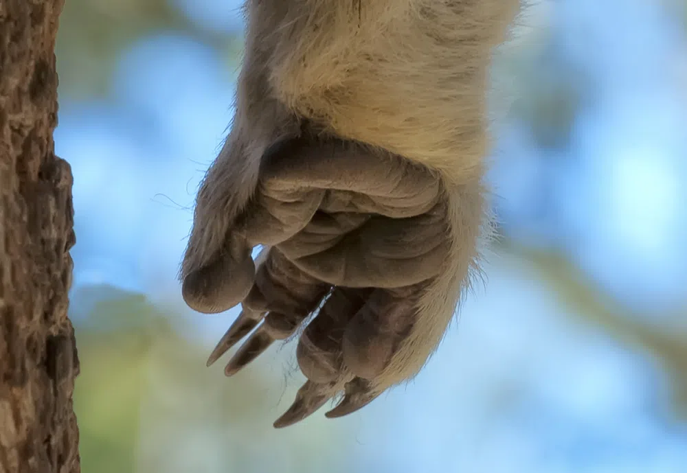 koala paw