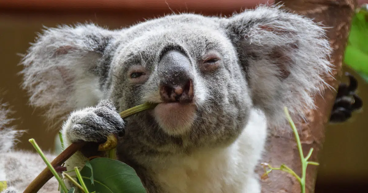 koala fingerprints