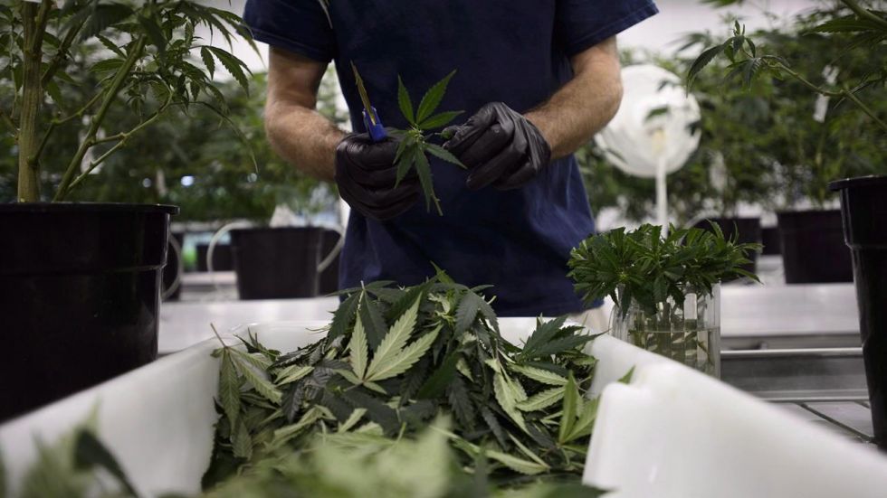 Drayton Valley bylaw would ban cannabis consumption in public places