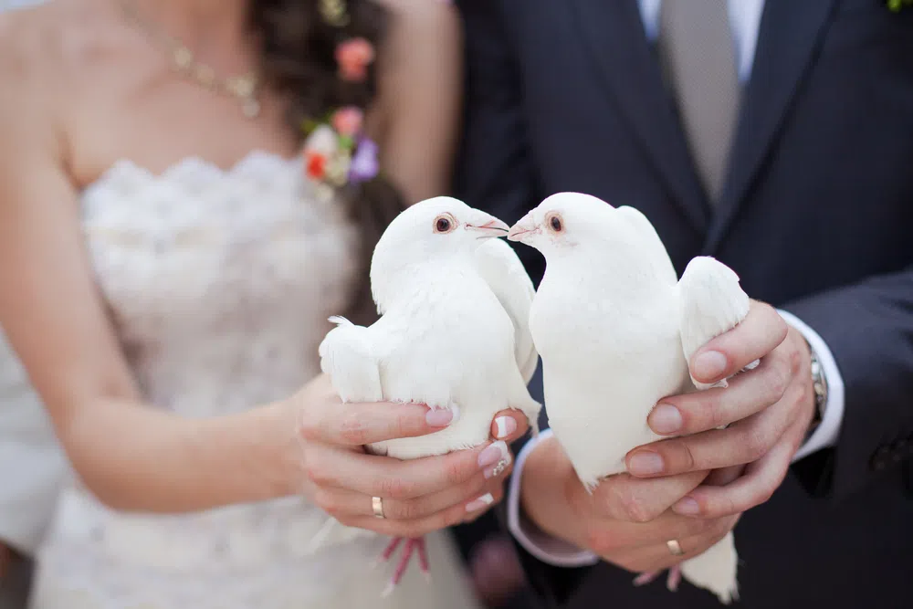 wedding pigeons
