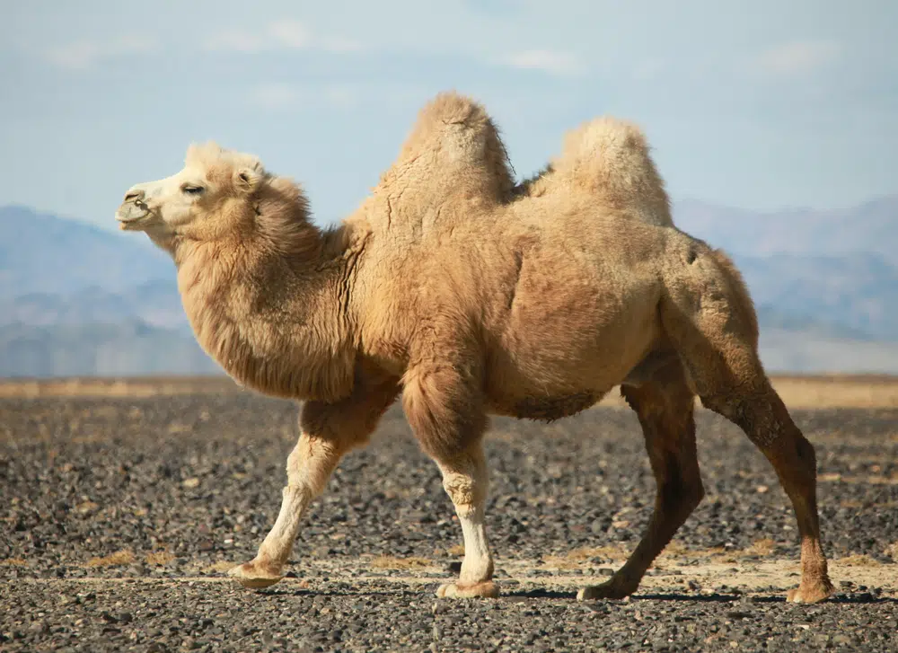 bactrian camel two humps