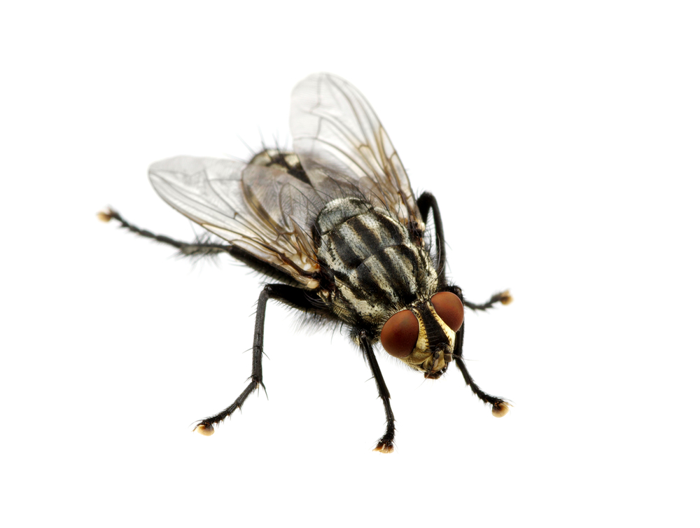 fly