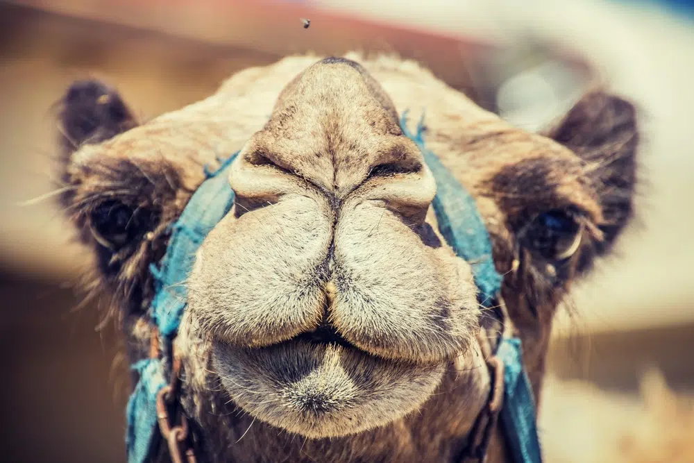 camel face