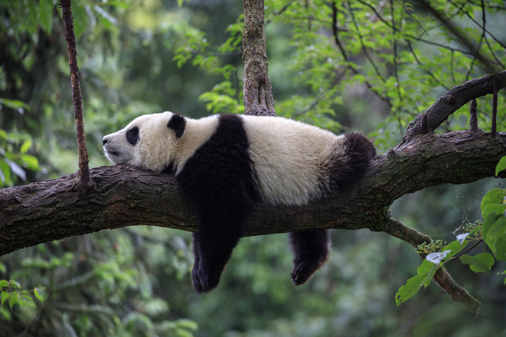lazy panda