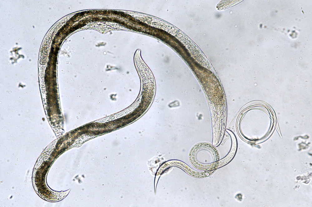 frozen worms