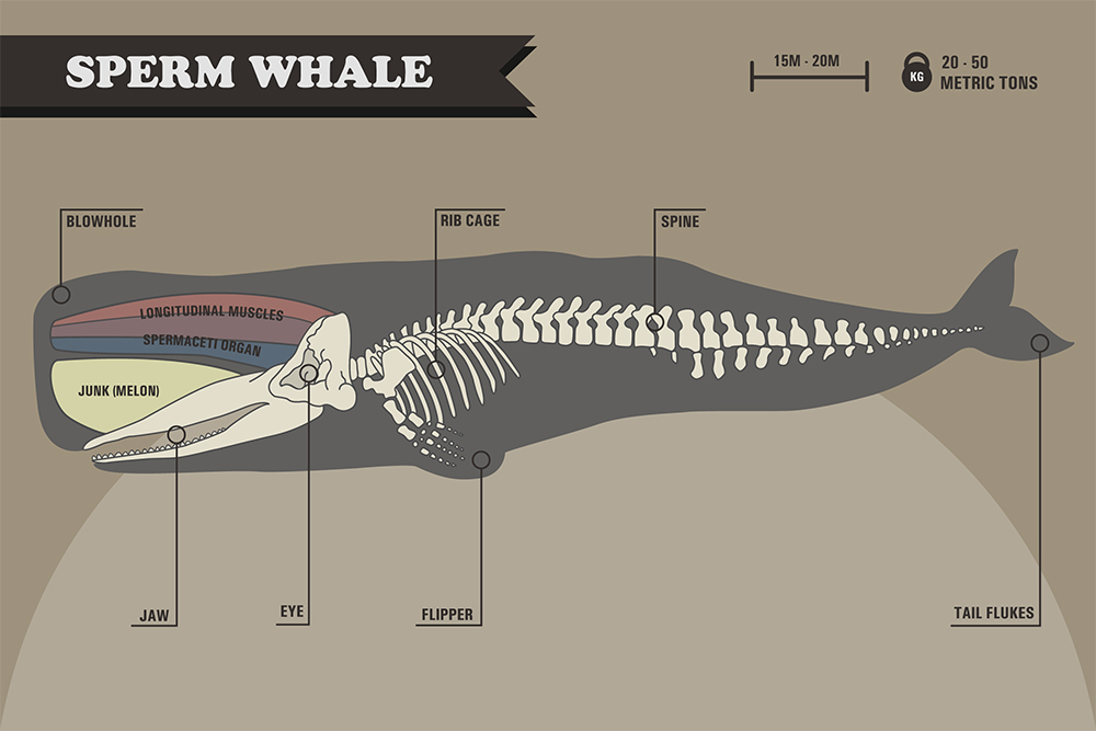sperm whale