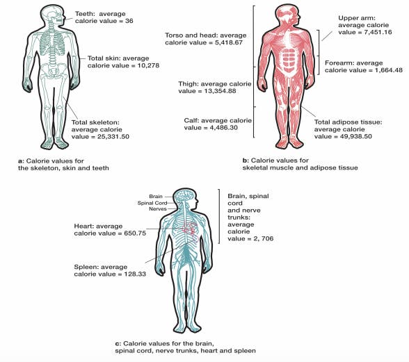 caloric values of humans
