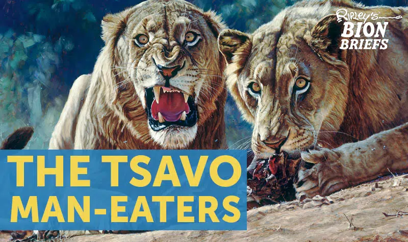 tsavo man-eaters