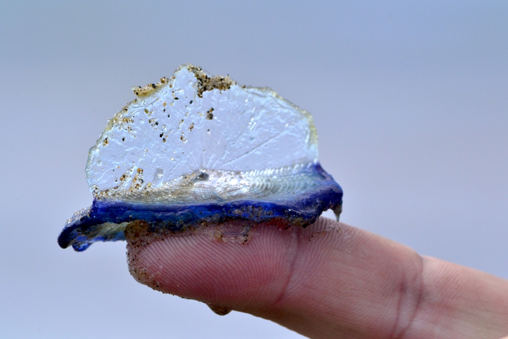 velella