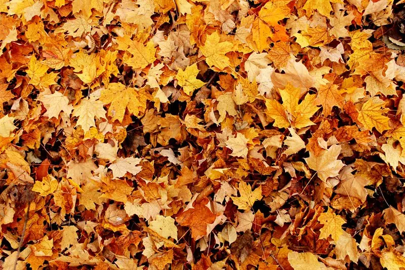 Municipal Leaf Collection in High Gear in Sheboygan, But Not Everywhere