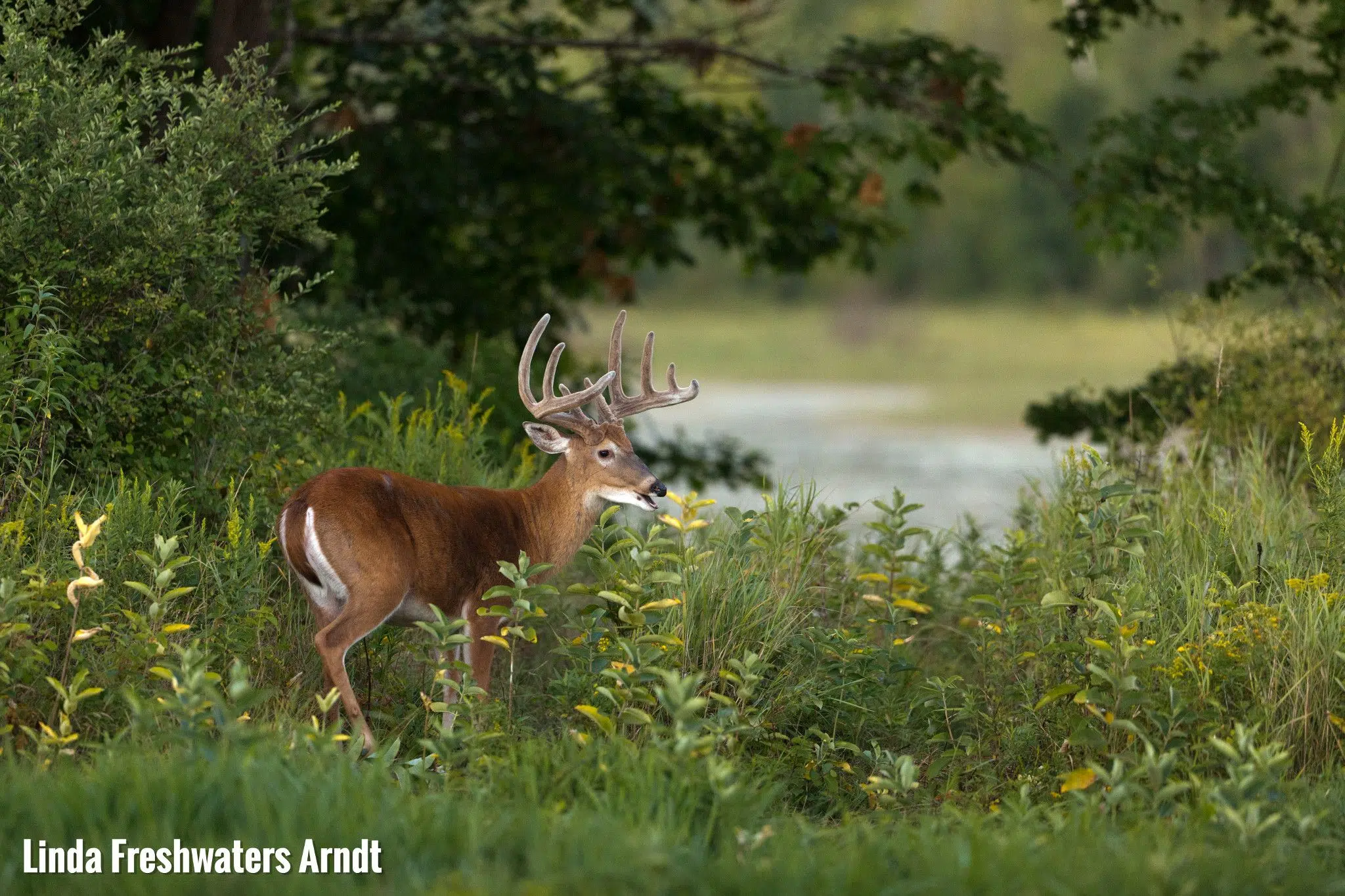 Gun Deer Season Begins Saturday 104.5 & 96.1 The Point