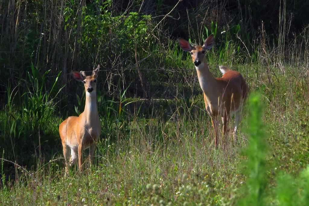 SHEBOYGAN COUNTY DEER ADVISORY COUNCIL TO MEET ON TUESDAY - Vimarsana News