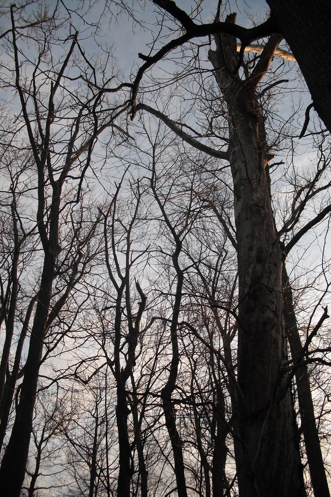 CALUMET COUNTY SHERIFF: MAN HIT BY TREE - Vimarsana News