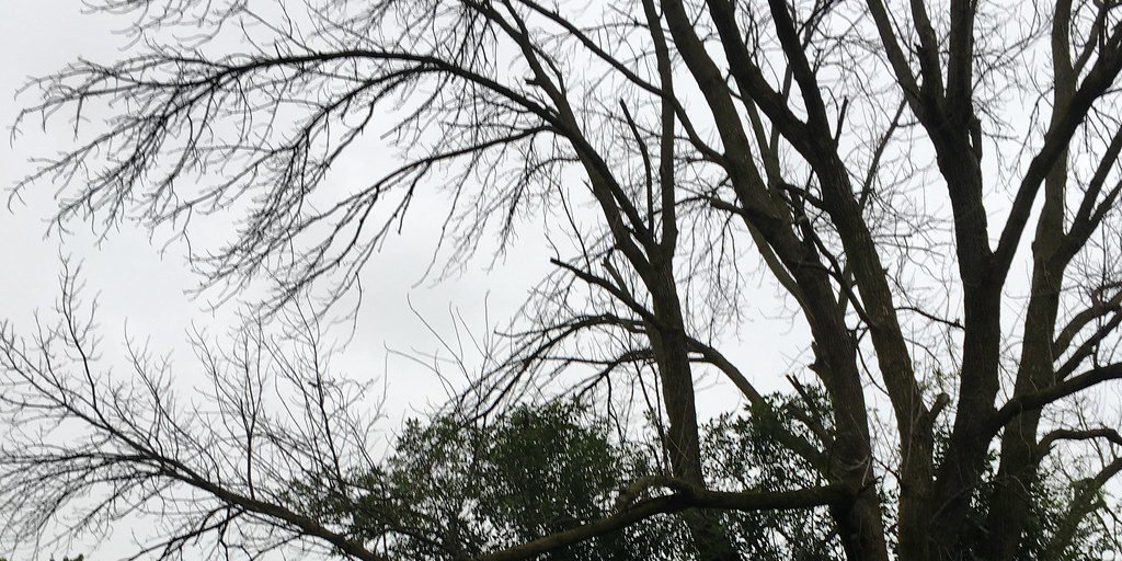 TOWN OF SHEBOYGAN PARK GETS BOOST FROM ROOTS ON EARTH DAY WEEKEND - Vimarsana News