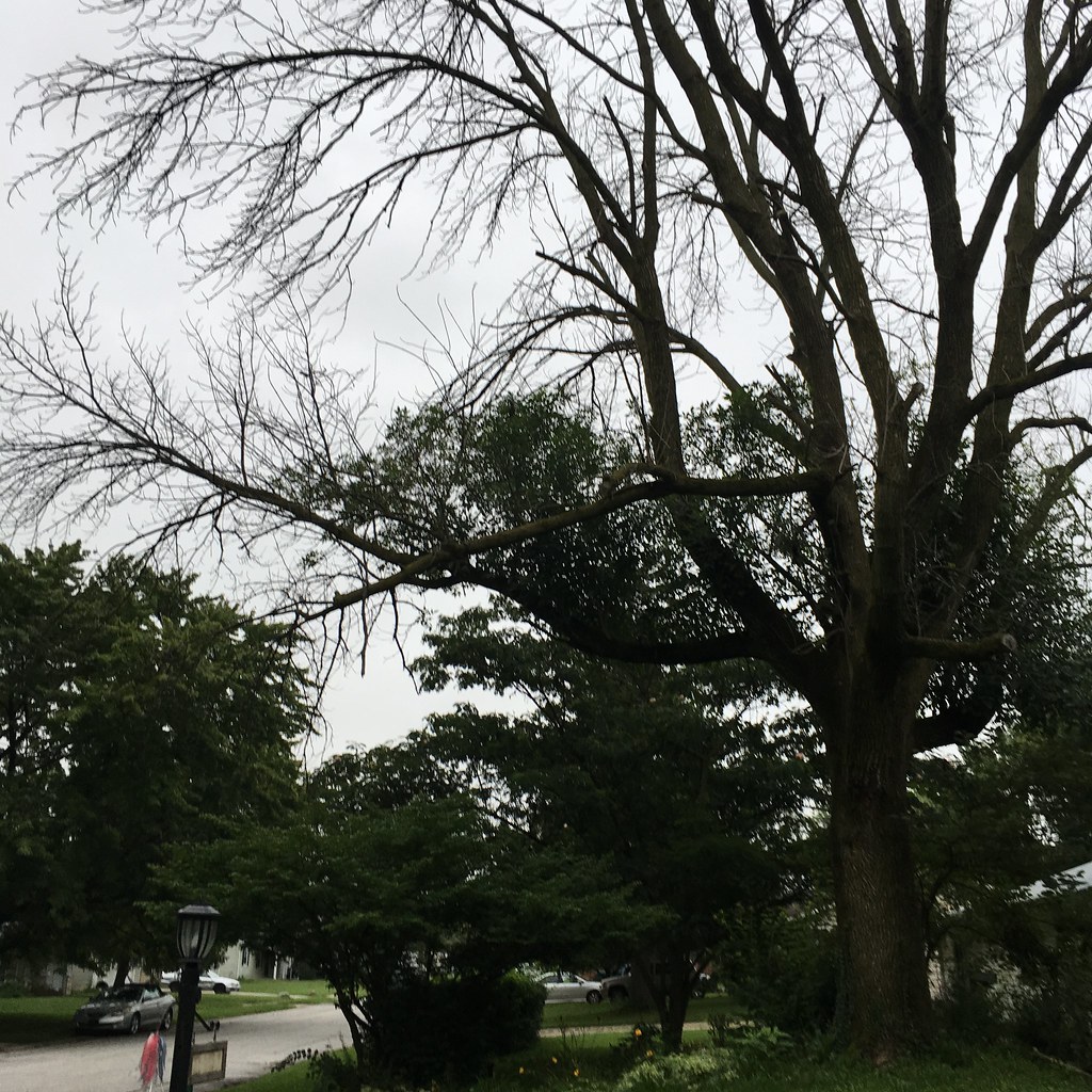 TOWN OF SHEBOYGAN PARK GETS BOOST FROM ROOTS ON EARTH DAY WEEKEND - Vimarsana News