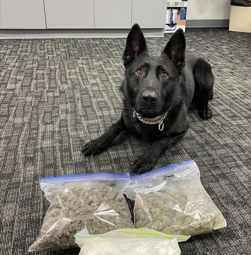 Fondy County K9 Makes First Major Drug Arrest - Vimarsana News