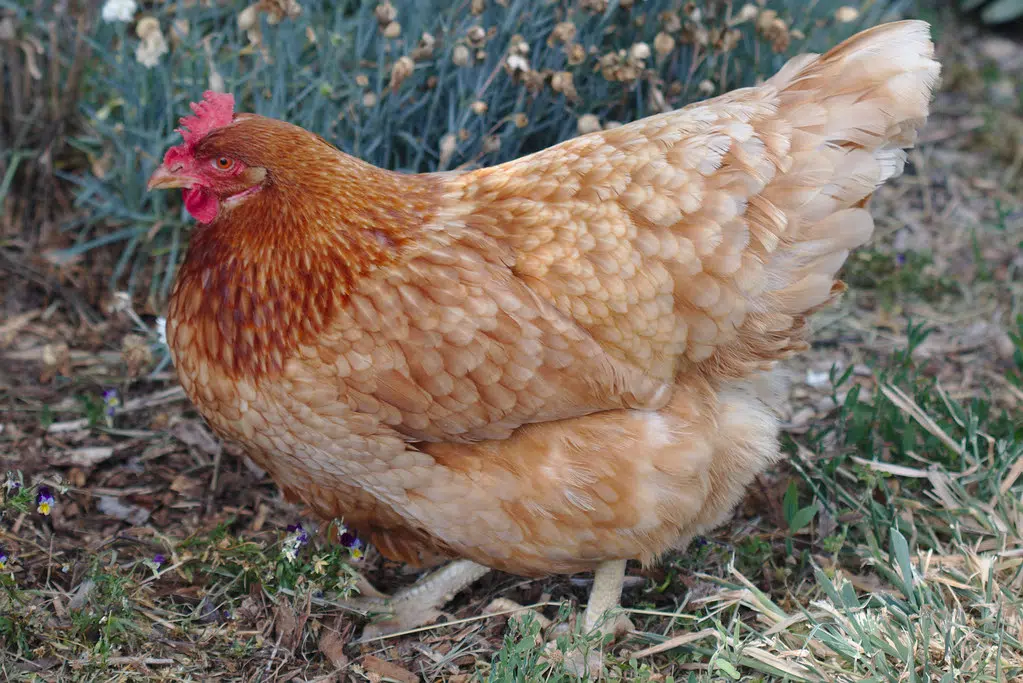 Michigan Hen Named World’s Oldest Chicken | WGHN