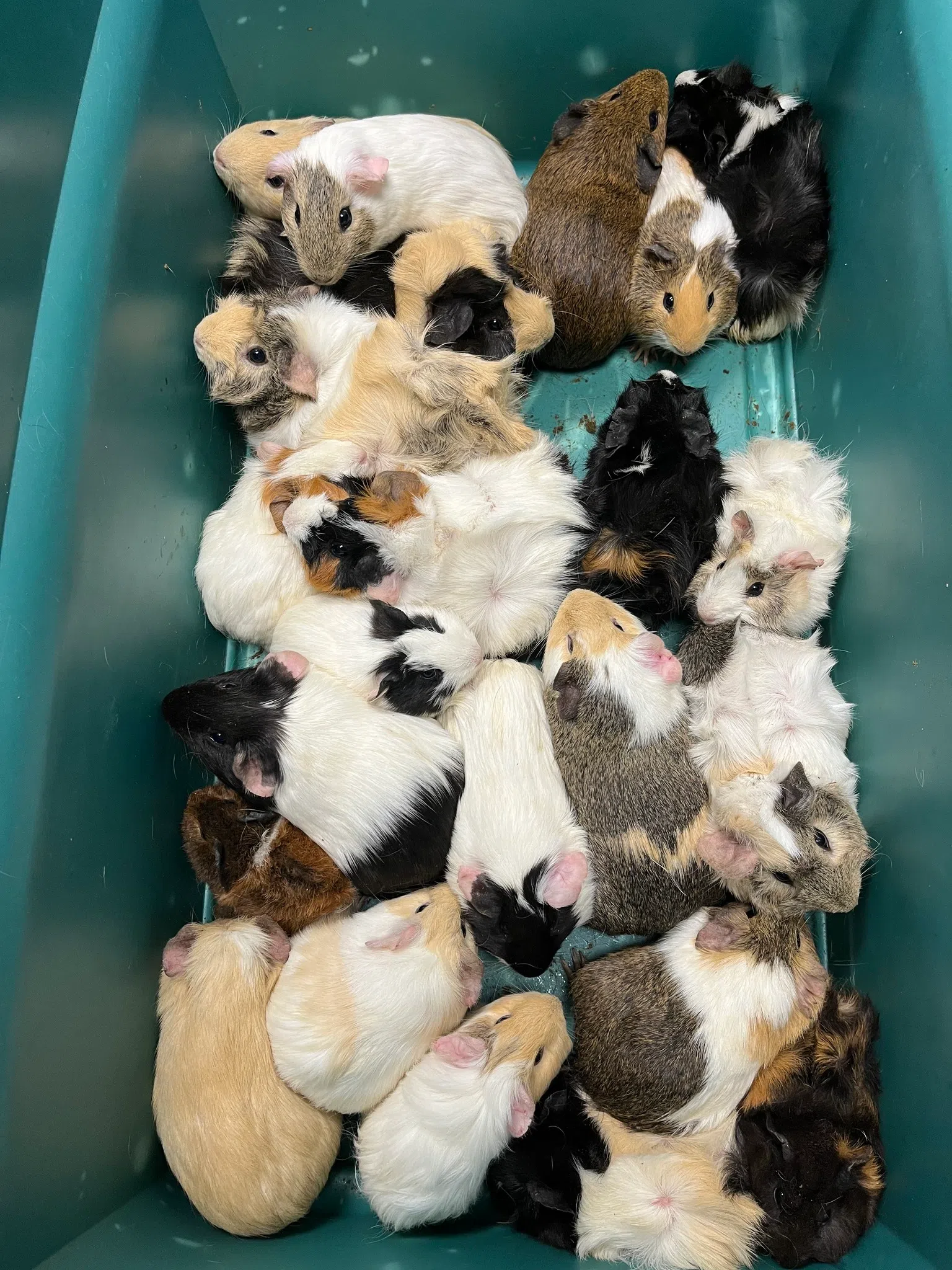 Guinea Pigs Found In Ottawa County WGHN