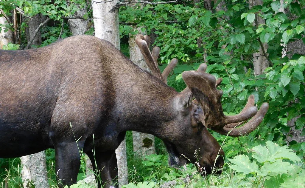 Moose Population On Isle Royale In Decline WGHN